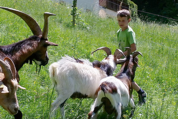 Die Ziegen freuen sich über Besuch und Streicheleinheiten