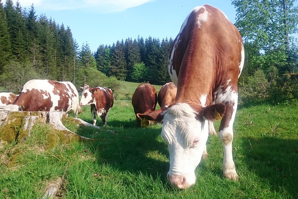 Unsere Kühe 