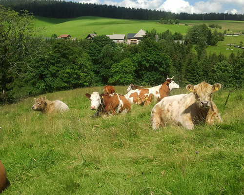 Farnbauernhof Schönwald (Schönwald)