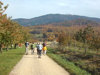 (Bildnachweis: Mit freundlicher Genehmigung der Stadt Schliengen) (Bildnachweis: Mit freundlicher Genehmigung der Stadt Schliengen)