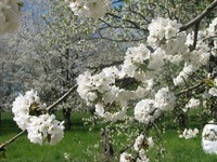 (Bildnachweis: Mit freundlicher Genehmigung der Stadt Schliengen) (Bildnachweis: Mit freundlicher Genehmigung der Stadt Schliengen)